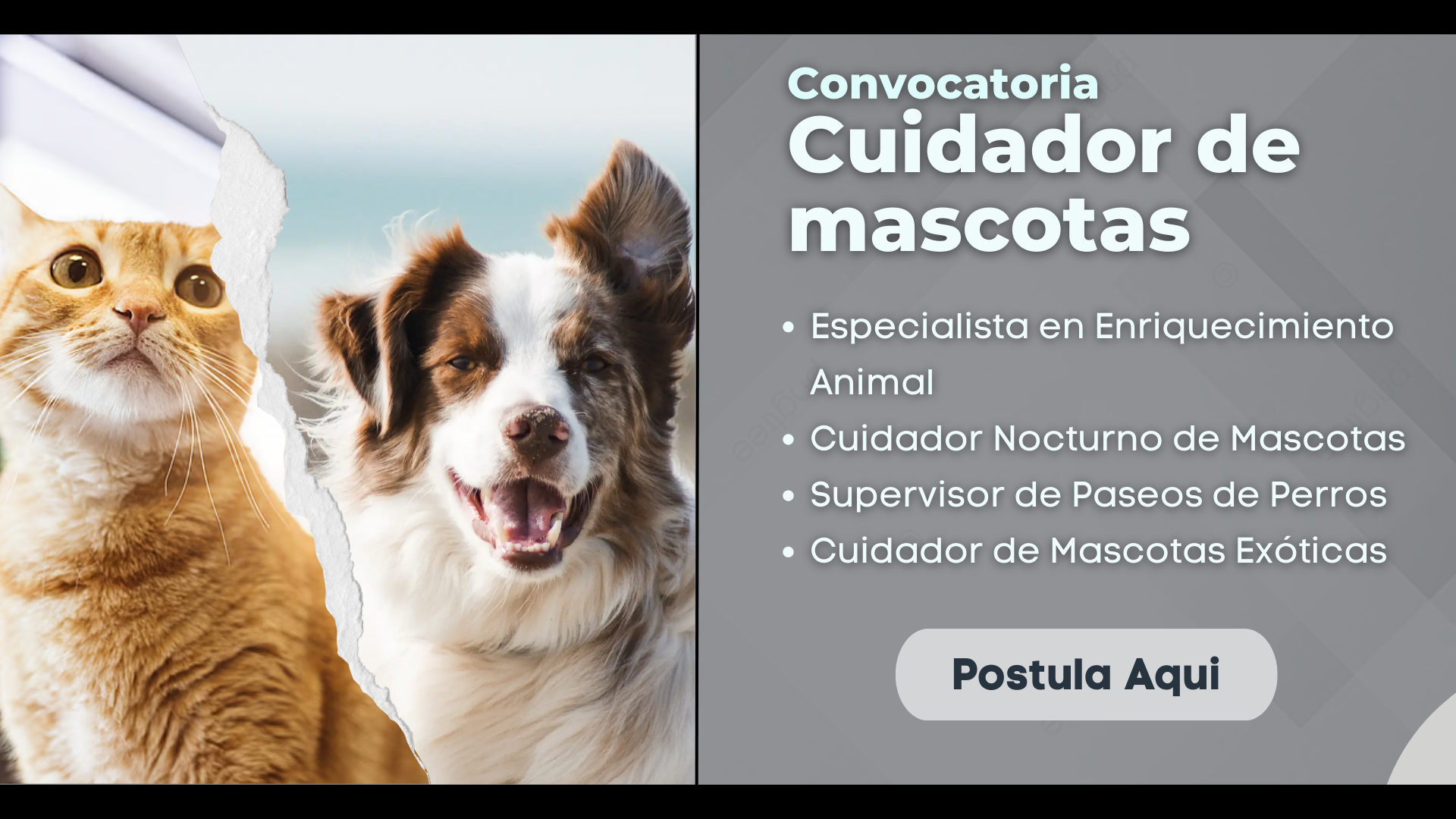 Empleo de Cuidador de Mascotas: Brinda el mejor cuidado a los animales